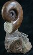 Lytoceras Ammonite Sculpture From France - #8211-2